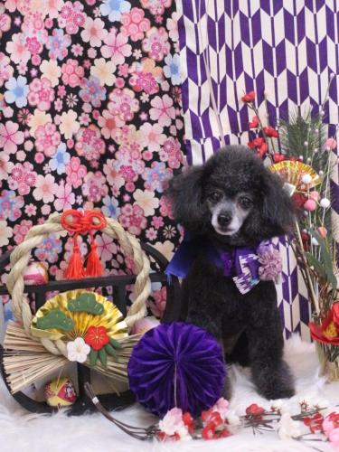 20250131ラムくん